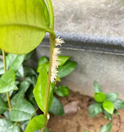五种“扦插王”生根快容易养活？如何让这些植物更好地生根？