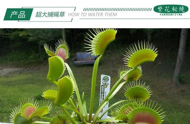 捕蝇草的猎捕奇观？捕蝇草的捕虫和消化过程是怎样的？