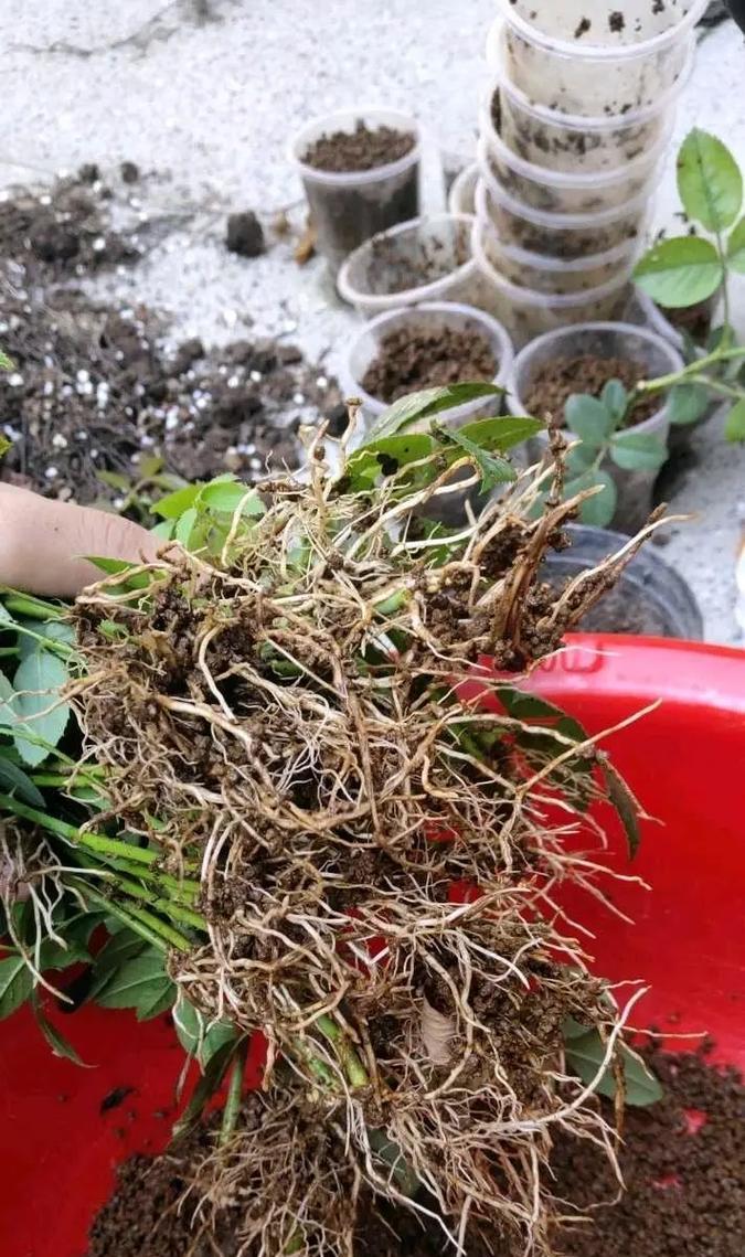 夏季扦插小妙招？如何在夏季更好地进行植物扦插？