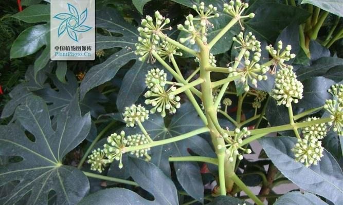 八角金盘冬天能栽植吗？八角金盘的冬季养护要点是什么？