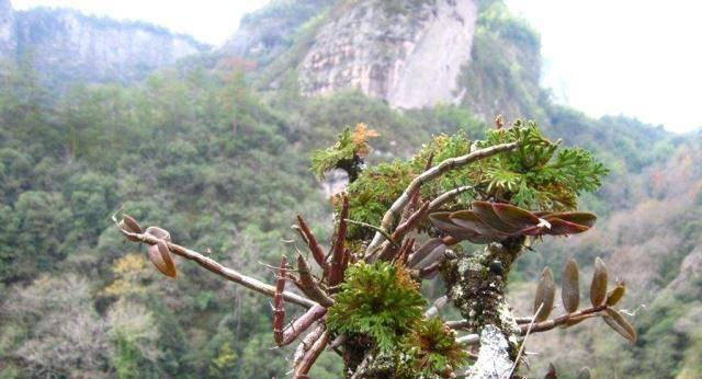 植物“活化石”扎根峭壁？如何让这些植物在峭壁上更好地生长？