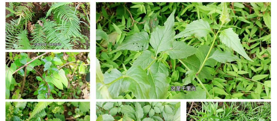 植物“活化石”扎根峭壁？如何让这些植物在峭壁上更好地生长？