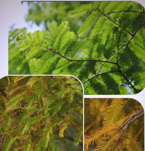 植物“活化石”扎根峭壁？如何让这些植物在峭壁上更好地生长？