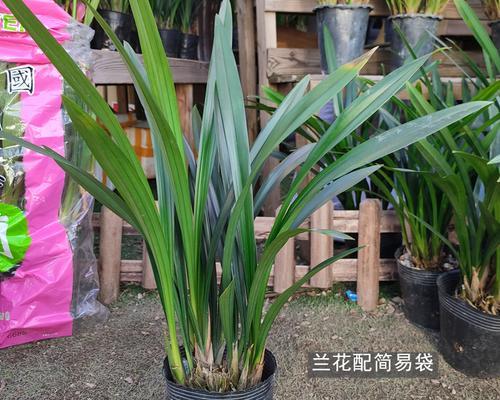 兰草花盆栽怎么养？全攻略告诉你养护秘诀！
