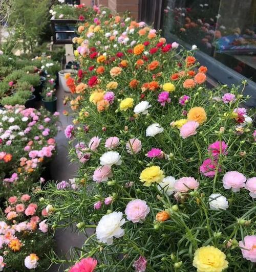 哪些花卉花期长？具体介绍几种让你的花园四季如春！