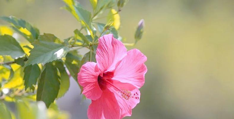 哪些花卉花期长？具体介绍几种让你的花园四季如春！