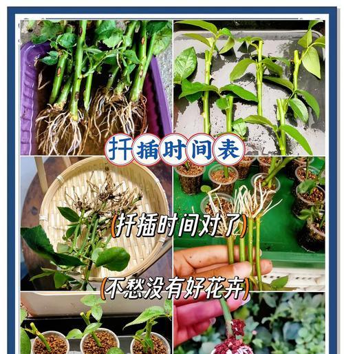 南天竹种子有哪些繁殖方法？如何扦插才能成功？