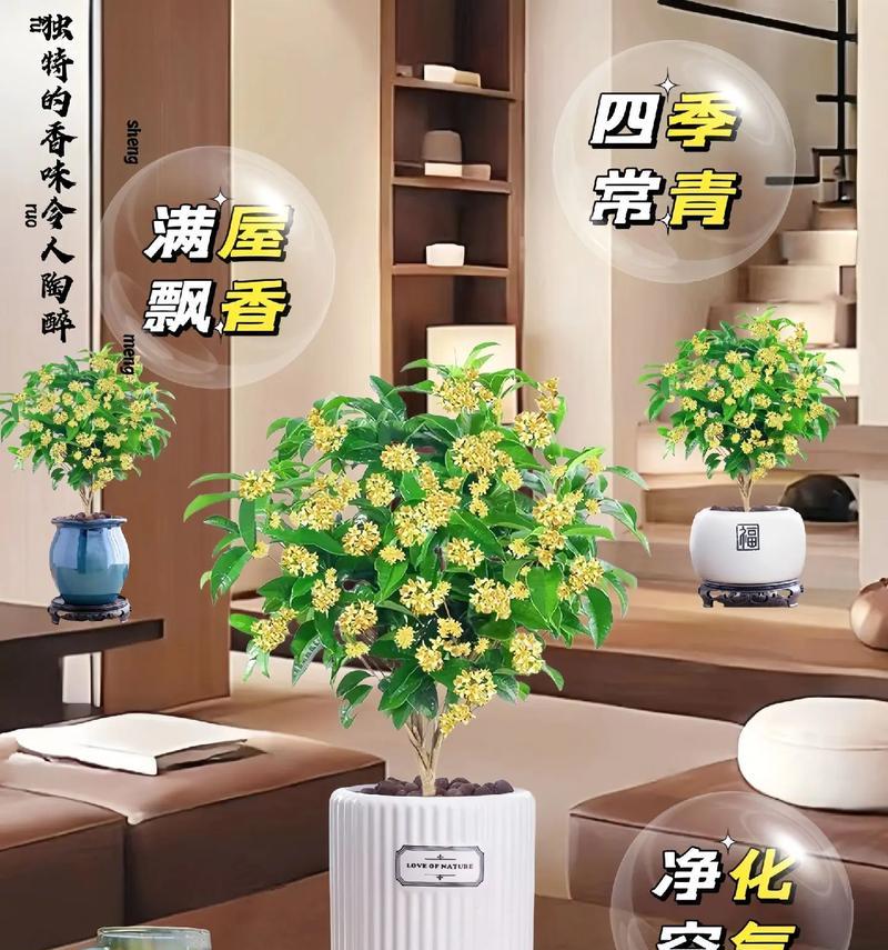 大门口桂花树怎么选？优选指南助你打造美丽庭院！