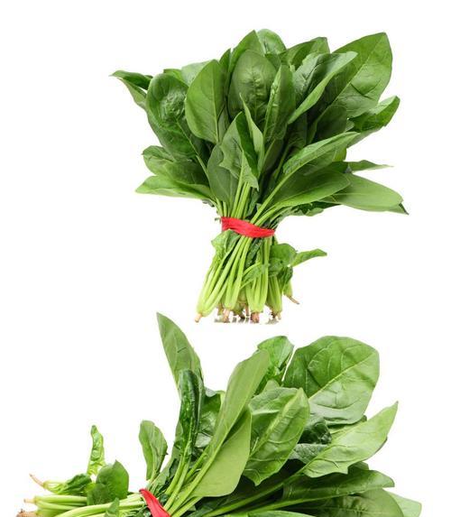 菜籽怎么快速出芽？温水浸种和催芽处理的秘诀！