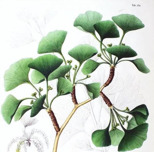 银杏为何没有灭绝？它的存在证明了什么？