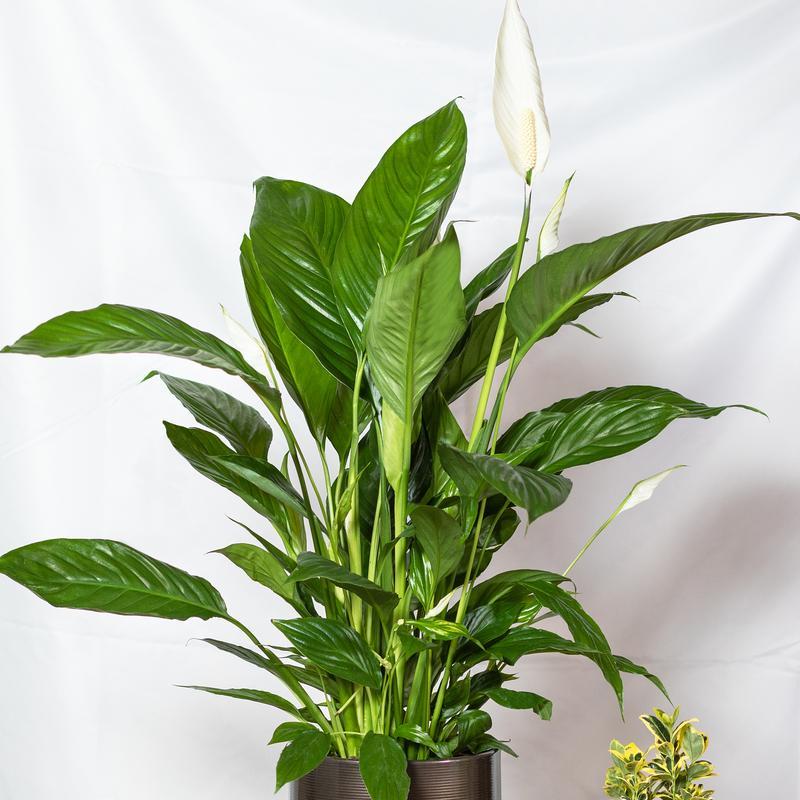网红绿植象耳芋能室内养吗？光照不足怎么办？