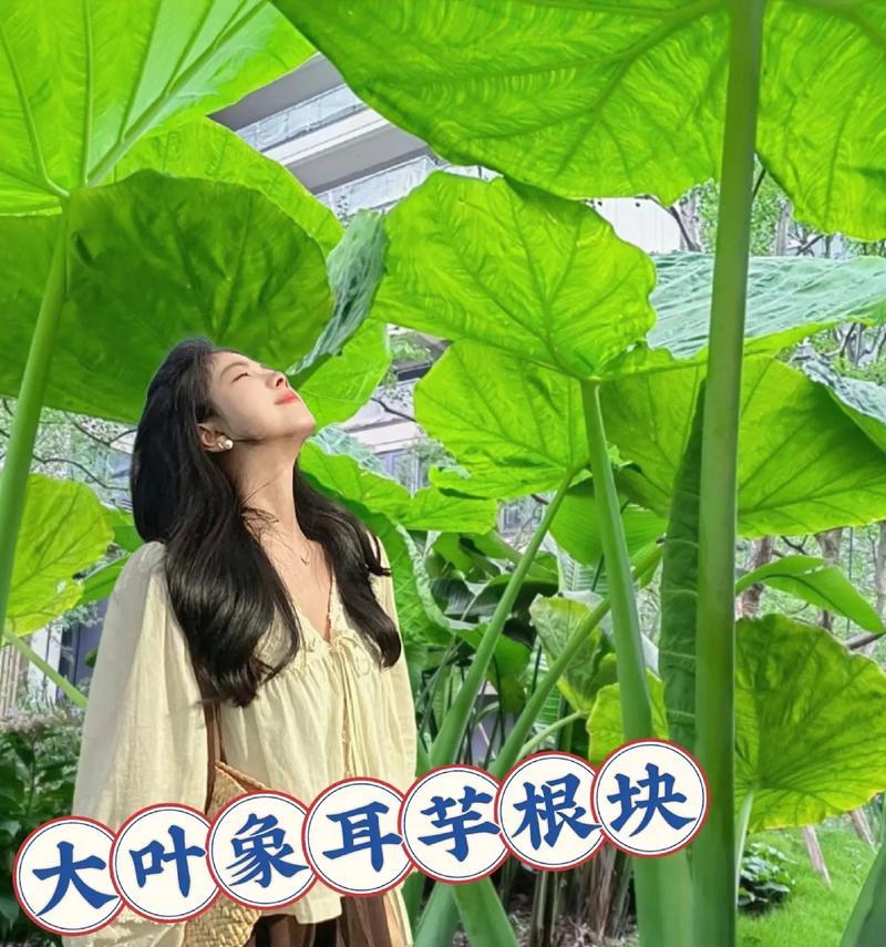 网红绿植象耳芋能室内养吗？光照不足怎么办？