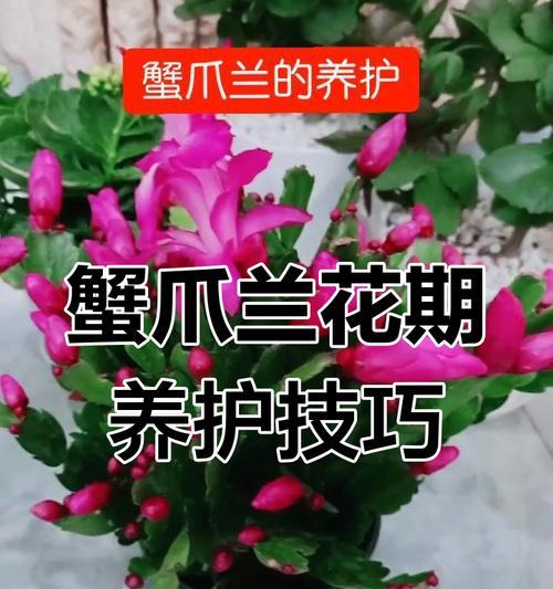 蟹爪兰带花苞怎么带盆？养护指南助你轻松管理！