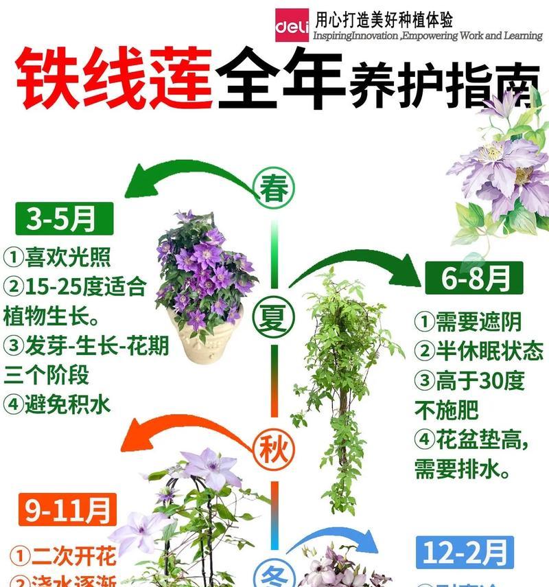 多蓝铁线莲怎么养？养护指南让你轻松应对常见问题！