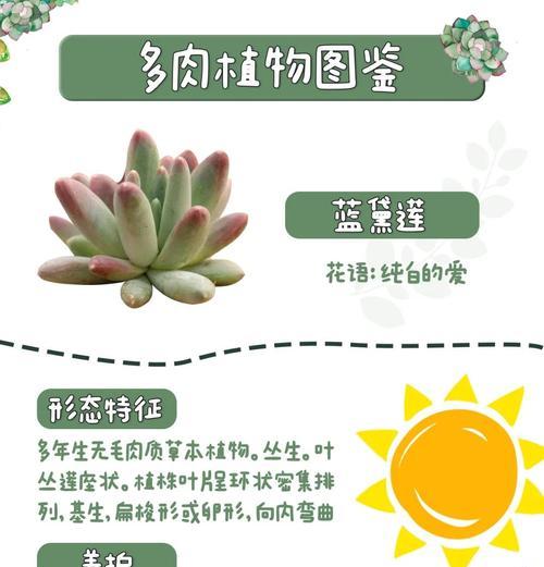 多蓝铁线莲怎么养？养护指南让你轻松应对常见问题！