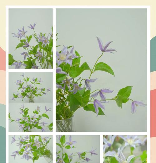 多蓝铁线莲怎么养？养护指南让你轻松应对常见问题！