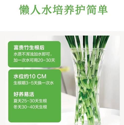 富贵竹养单数还是双数好？管理养护方法告诉你答案！