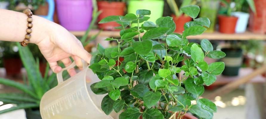 茉莉花种子怎么种？最佳种植时间和方法是什么？