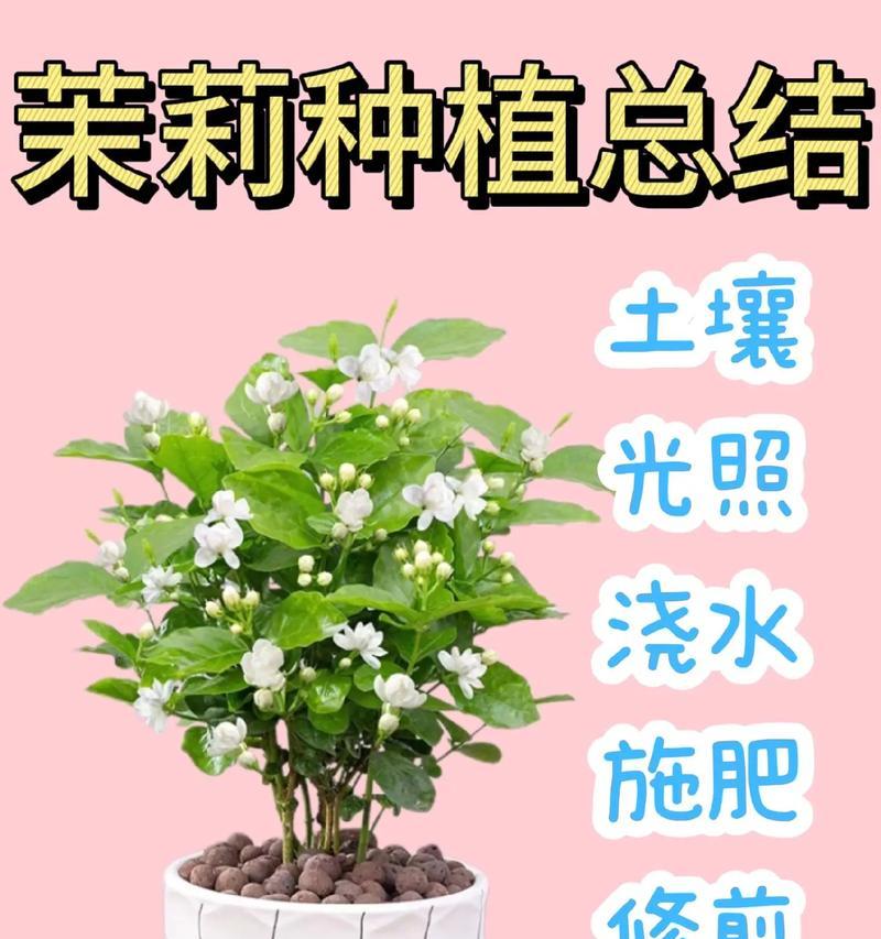 茉莉花种子怎么种？最佳种植时间和方法是什么？