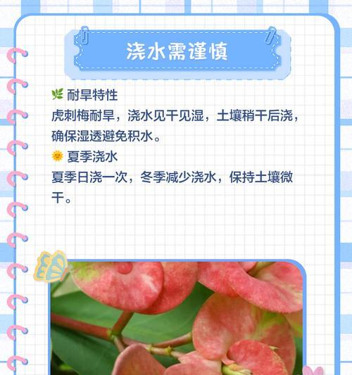 虎刺梅怎么养？养殖方法和注意事项全解析！
