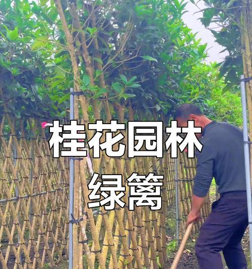 庭院桂花怎么选？品种推荐指南助你打造美丽庭院！