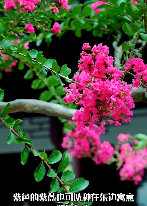 庭院桂花怎么选？品种推荐指南助你打造美丽庭院！