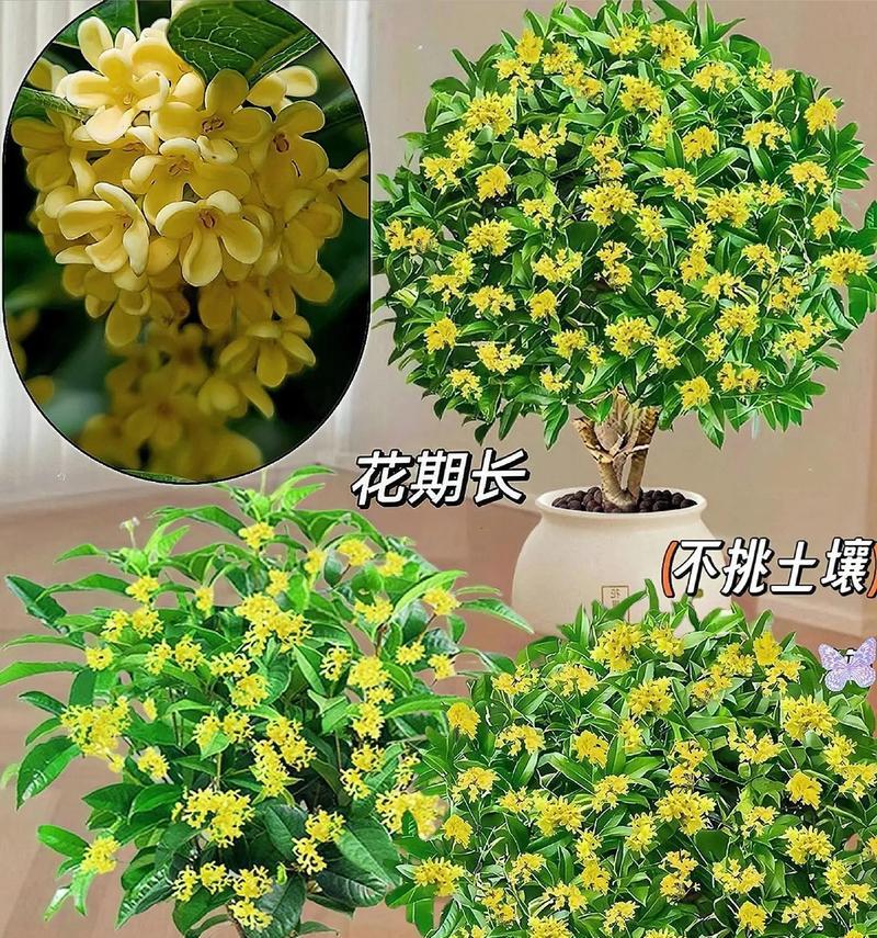 庭院桂花怎么选？品种推荐指南助你打造美丽庭院！