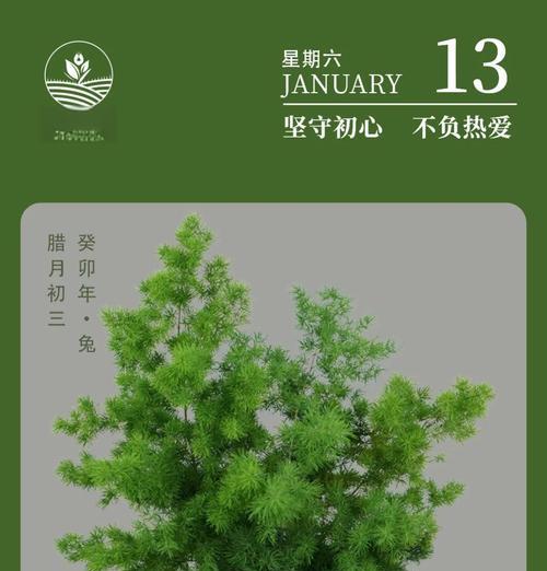 蓬莱松枝条细多如何管理？三年养植经验分享