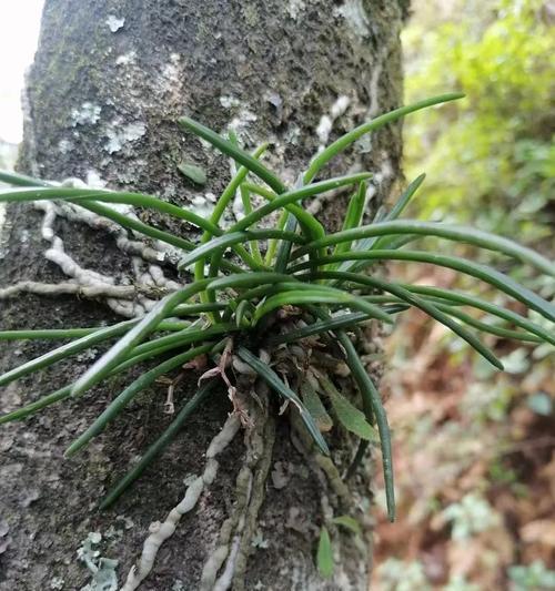 蓬莱松枝条细多如何管理？三年养植经验分享