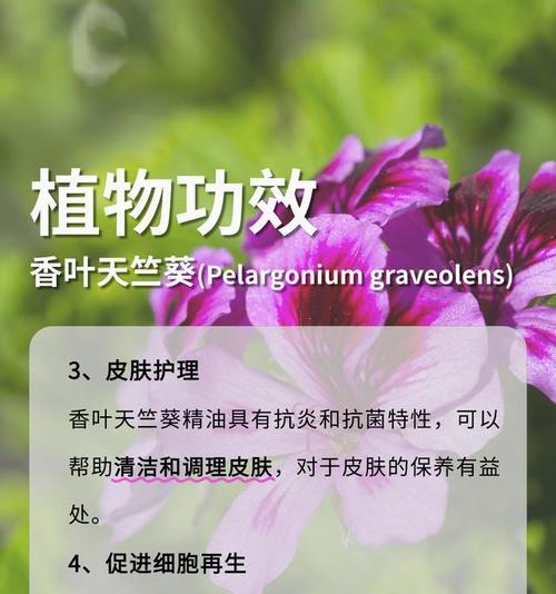 天竺葵养护劝退指南？如何避免常见养护错误