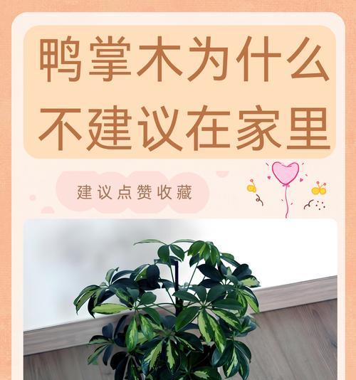 鸭掌木养护攻略？叶子油亮秘诀是什么