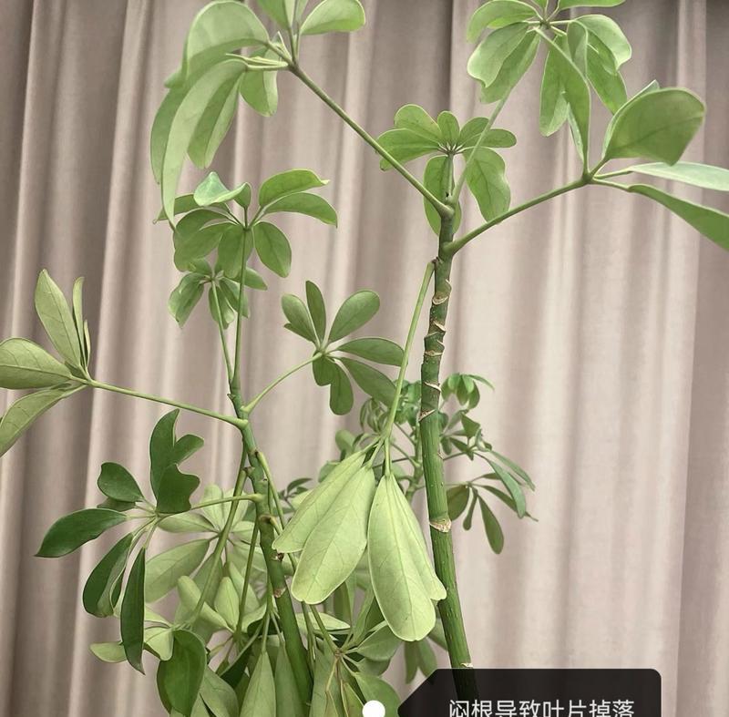 鸭掌木养护攻略？叶子油亮秘诀是什么