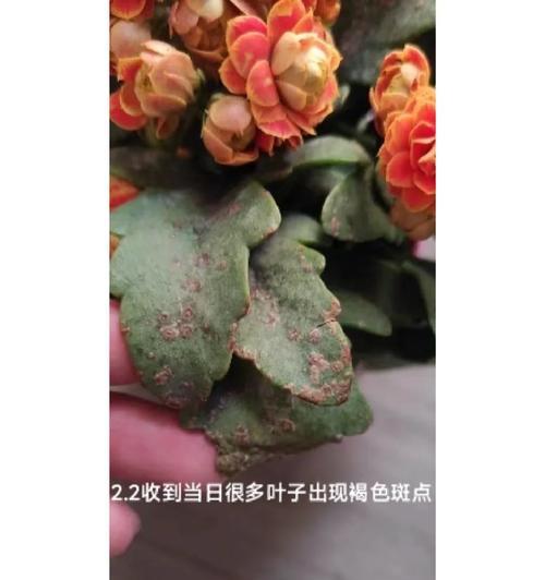 闭眼入不踩雷！长寿花“最好看”的5个神仙品种是哪些