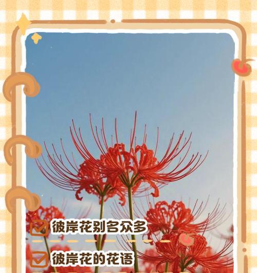 彼岸花的寓意和象征是什么？了解生死轮回的密码