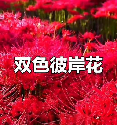 彼岸花的寓意和象征是什么？了解生死轮回的密码
