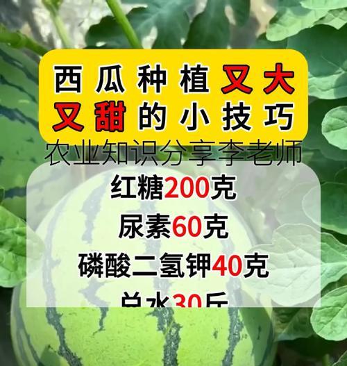 大棚西瓜高效种植技术全面解析？如何提高产量