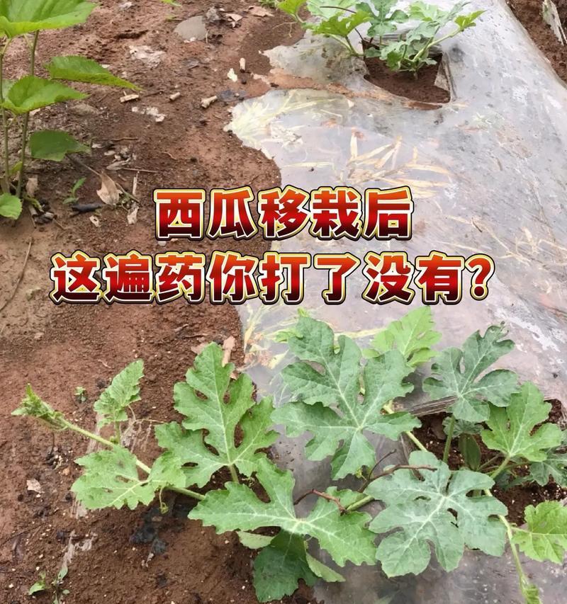 大棚西瓜高效种植技术全面解析？如何提高产量
