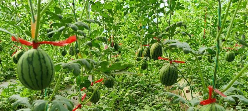 大棚西瓜高效种植技术全面解析？如何提高产量