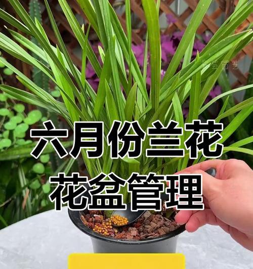 兰草养护秘籍？让盆栽开花的秘诀是什么