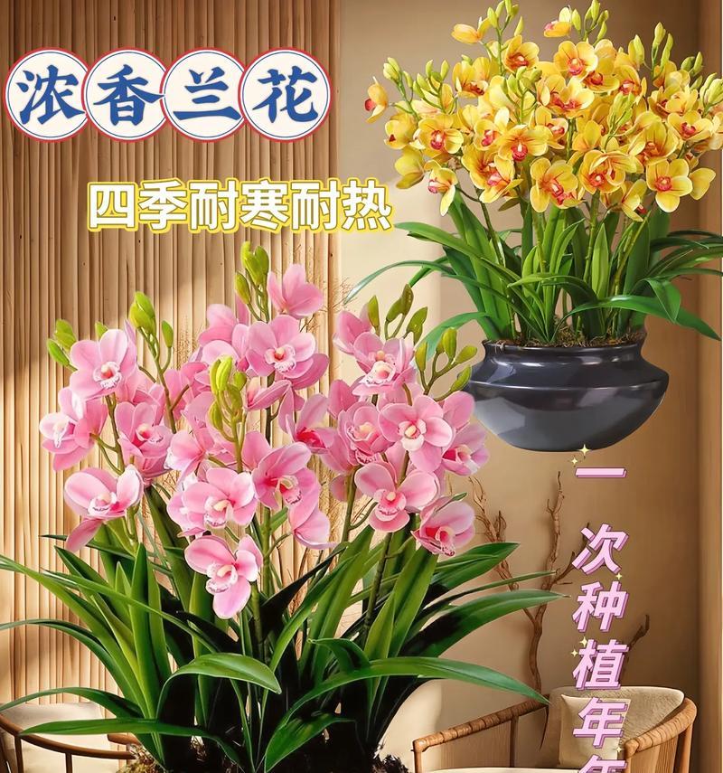 兰草养护秘籍？让盆栽开花的秘诀是什么