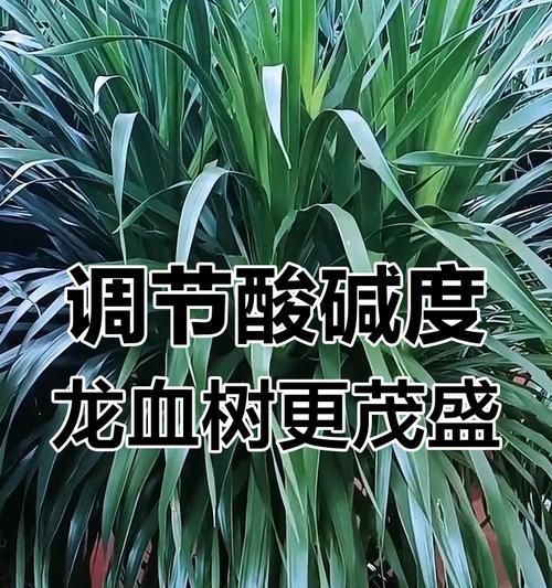 龙血树养护指南？如何保持其健康生长
