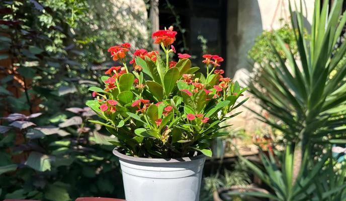虎刺梅养护指南？不开花问题如何解决