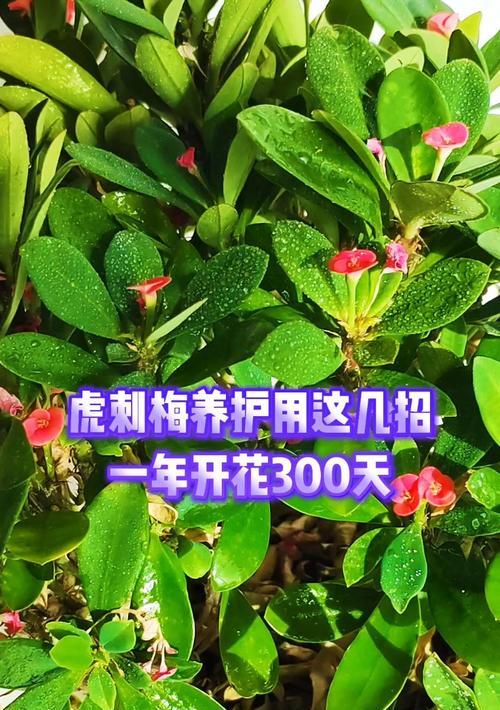 虎刺梅养护指南？不开花问题如何解决
