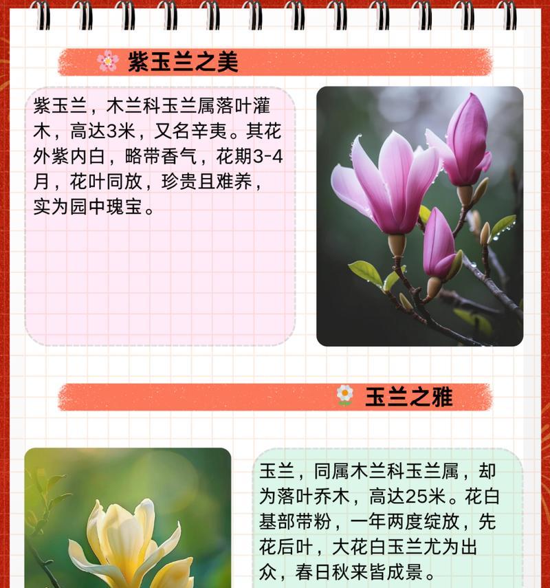 玉兰花的移栽与养护全攻略？如何实现顺利生长