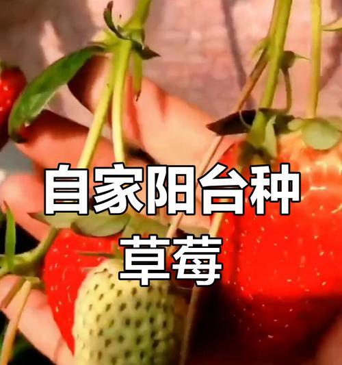 草莓种植全攻略？科学选择播种时间轻松实现四季鲜享