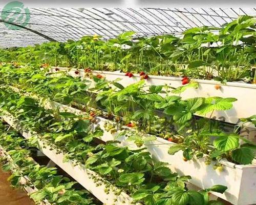 草莓种植全攻略？科学选择播种时间轻松实现四季鲜享