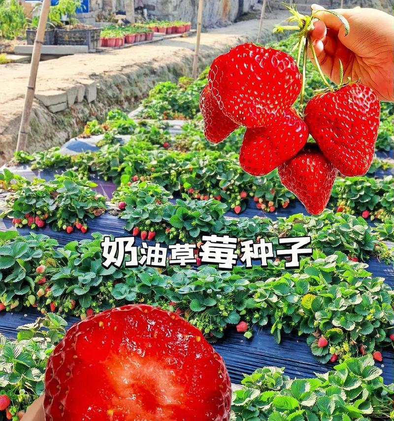 草莓种植全攻略？科学选择播种时间轻松实现四季鲜享