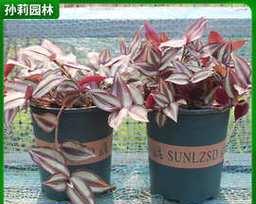 怎样养殖吊竹梅颜色更紫叶？有哪些技巧
