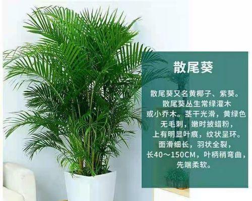 花卉凤尾竹？如何进行有效养护