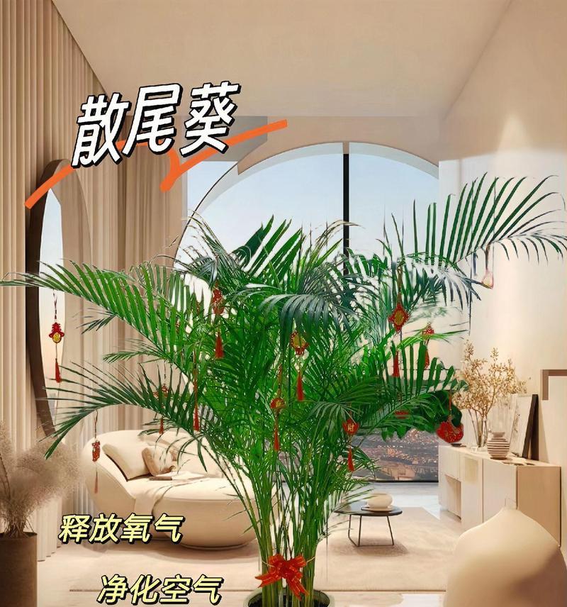 花卉凤尾竹？如何进行有效养护